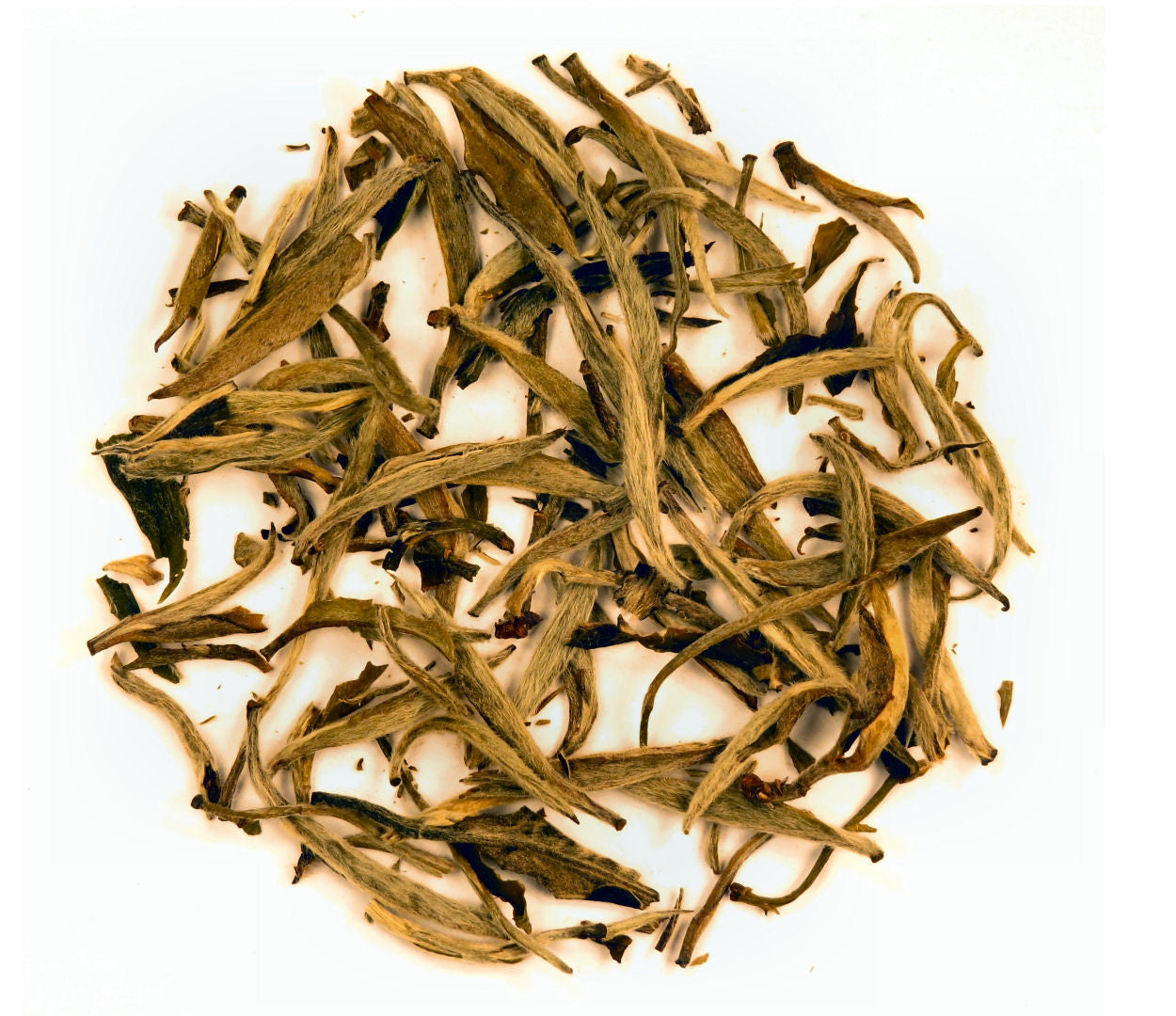 Silver Needle white tea